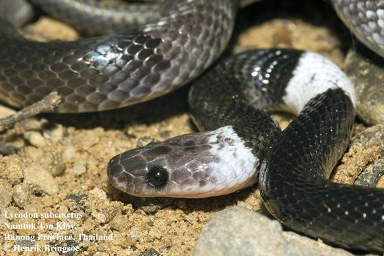 Do rắn khuyết khoanh Đông Dương là loài thuộc chi rắn khuyết (còn gọi là rắn sói, tên khoa học Lycodon), thuộc họ rắn nước, do vậy đây là loài rắn không sở hữu nọc độc và vô hại với con người.