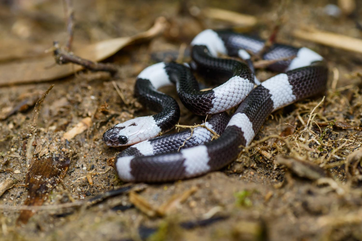 Loài rắn khuyết khoanh Đông Dương có những đặc điểm khác biệt so với các loài rắn khuyết khác như khuyết khoanh Mã Lai hay khuyết khoanh sealei ở cấu tạo vảy và các mẫu hoa văn trên da.