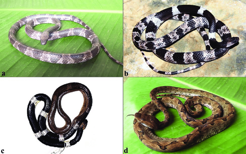 Theo một báo cáo khoa học được xuất bản trên tạp chí Zootaxa, các nhà khoa học và sinh vật học đến từ nhiều quốc gia bao gồm Việt Nam, Mỹ, Bỉ, Nga, Pháp và Đức đã có những nghiên cứu về dữ liệu hình thái, sinh học và di truyền của loài rắn khuyết khoanh Mã Lai (còn có tên rắn sói sọc Mã Lai, tên khoa học Lycodon subcinctus).