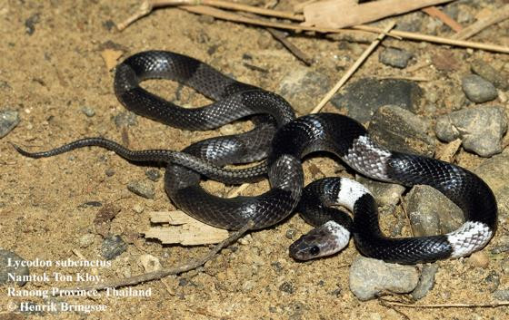 Tuy nhiên, đặc điểm của các loài thuộc chi rắn khuyết đó là chúng sở hữu cơ thể với các khoanh đen, trắng xen kẽ, điều này khiến các loài rắn khuyết thường bị nhầm lẫn với cạp nong, loài thuộc họ rắn hổ sở hữu nọc độc nguy hiểm chết người.