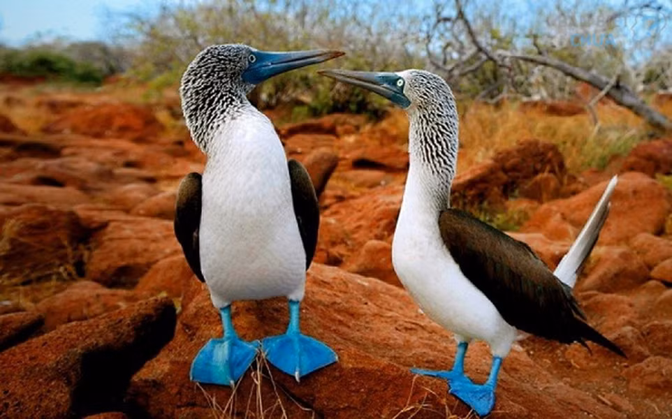 Đôi chân của chim booby đóng một vai trò vô cùng quan trọng trong việc “thiết lập mối quan hệ” với bạn khác giới.