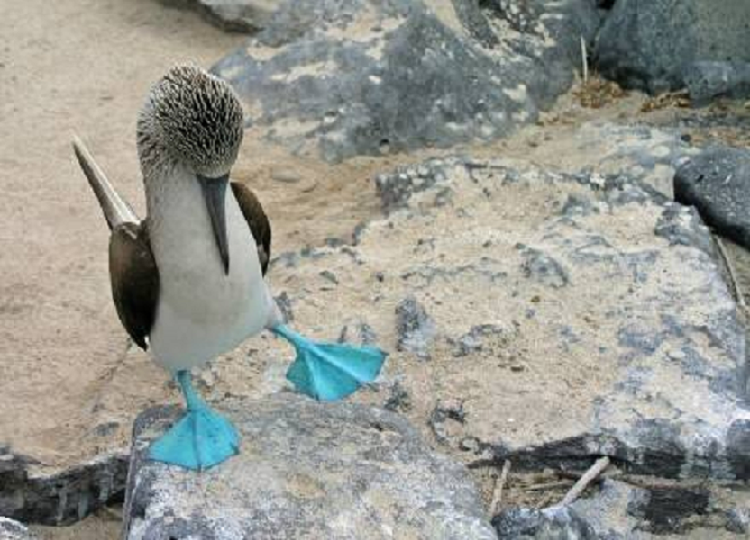 Chim booby đẻ khoảng từ 2 - 3 quả trứng, nhờ có đôi chân lớn nên thay vì dùng cánh và lông để ấp, chúng dùng đôi chân để sưởi ấm những quả trứng.