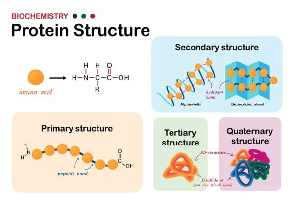 Giải Nobel hóa học 2024 trao cho 3 nhà nghiên cứu giải mã protein - Hình 2 Giai Nobel hoa hoc 2024 trao cho 3 nha nghien cuu giai ma protein-Hinh-2