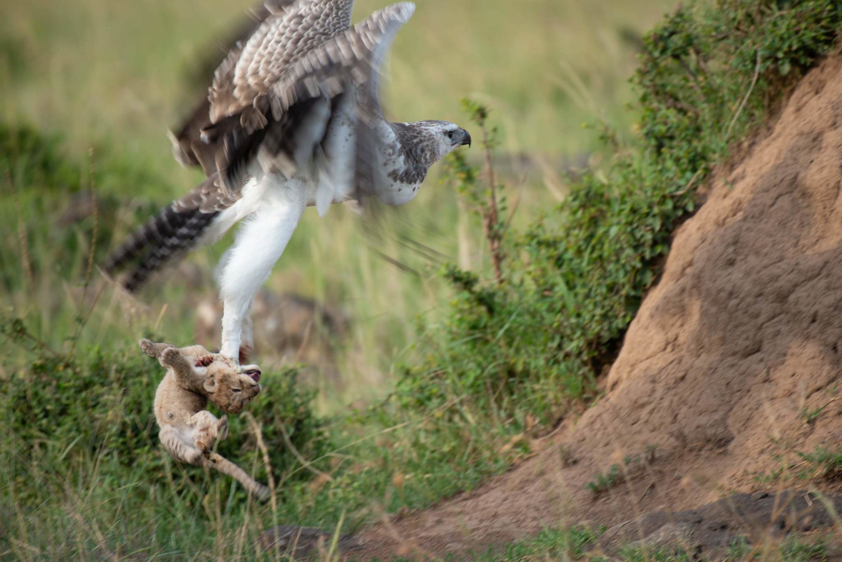 Con đại bàng này sau cùng đã tấn công và giết chết ba sư tử con. R. Stratton Hatfield, một nghiên cứu sinh tiến sĩ tại Đại học Wageningen ở Hà Lan, đã nói rằng con đại bàng này đích thực đã nhắm vào sư tử để săn mồi.