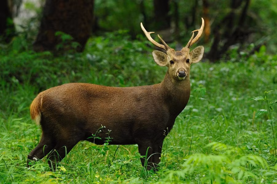 Hươu vàng (Hyelaphus porcinus). Thuộc họ: Hươu nai (Cervidae). Kích thước: Dài 1,3-1,5 m. Khu vực phân bố: Kon Tum, Đắk Lắk, Lâm Đồng, Đồng Nai. Tình trạng bảo tồn trong Sách Đỏ IUCN: Nguy cấp.