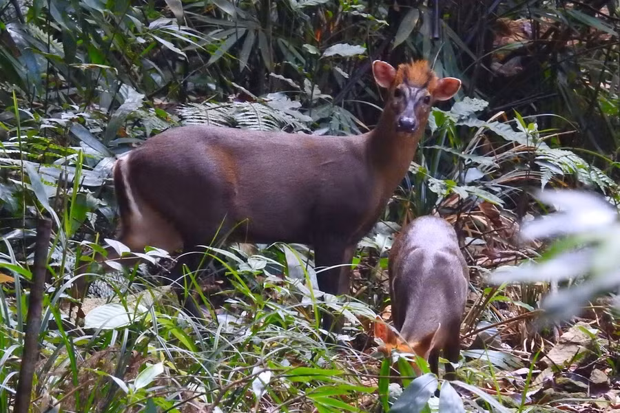 Mang Trường Sơn (Muntiacus truongsonensis). Thuộc họ: Hươu nai (Cervidae). Kích thước: Dài 60-90 cm. Khu vực phân bố: Dãy Trường Sơn ở Quảng Nam, phát hiện năm 1997. Tình trạng bảo tồn trong Sách Đỏ IUCN: Loài thiếu dữ liệu.
