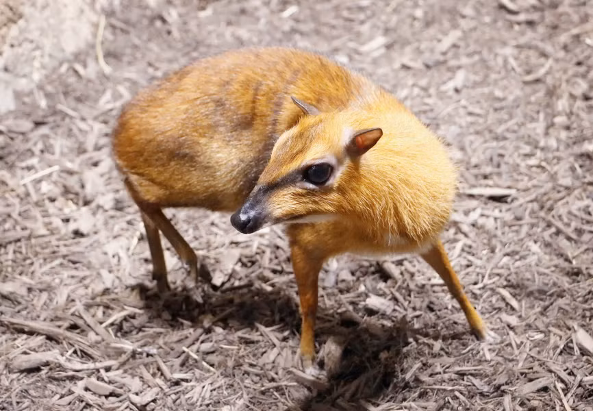 Cheo cheo Napu (Tragulus napu). Thuộc họ: Cheo cheo (Tragulidae). Kích thước: Dài 55-68 cm. Khu vực phân bố: Mới thu được một mẫu duy nhất vào năm 1910 tại Nha Trang, có thể có ở một số tỉnh Nam Trung Bộ nhưng chưa được xác định (theo điều tra năm 1983). Tình trạng bảo tồn trong Sách Đỏ IUCN: Ít quan tâm.