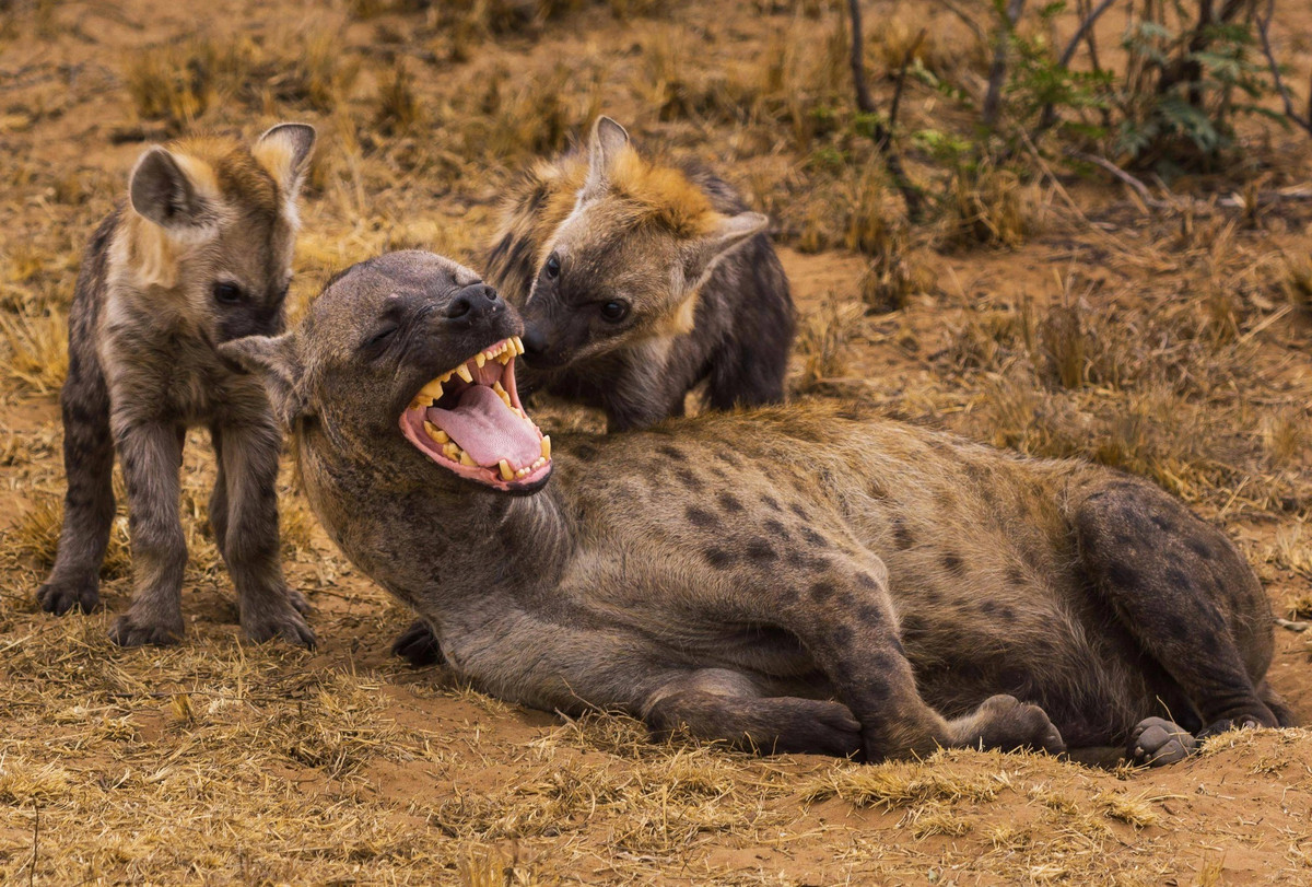 Dù không phải là kẻ săn mồi mạnh mẽ nhất, nhưng có một thực tế là rất ít loài khác dám tấn công linh cẩu đốm, và đặc biệt, chúng hầu như không bị ăn thịt bởi các loài khác. Vậy điều gì khiến linh cẩu đốm trở thành một đối thủ "khó nuốt" đến vậy? Ảnh: The Wild World