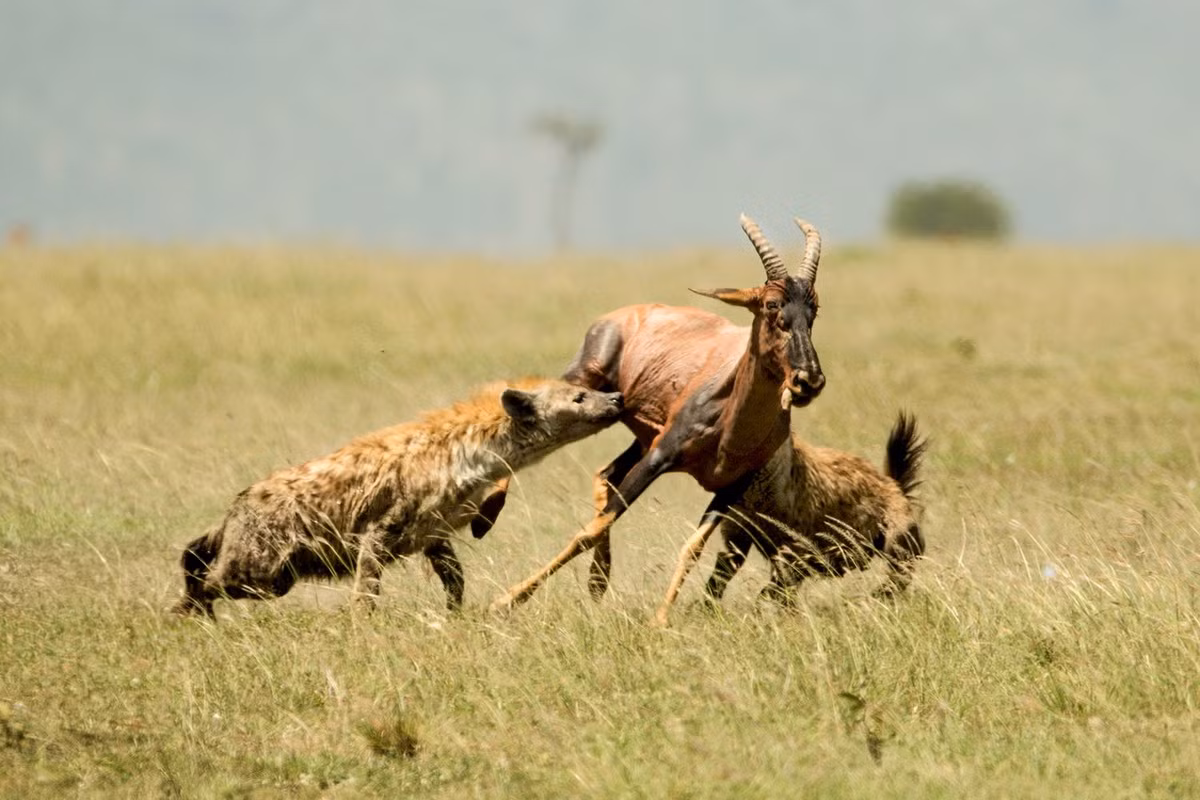Chúng không chỉ săn mồi theo đàn mà còn phát triển các chiến thuật săn mồi hết sức xảo quyệt, điển hình là kỹ năng được gọi là "nhặt hậu môn". Khi bị cắn vào vị trí này, con mồi sẽ phải đối mặt với nguy cơ các cơ quan nội tạng bị tổn thương hoặc kéo ra ngoài, khiến chúng dễ dàng bị kiệt sức. Ảnh: BBC