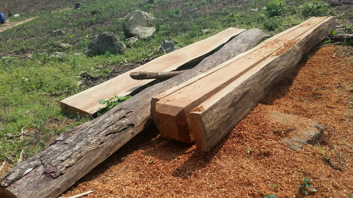 Sơn La: Tận mắt xem lâm tặc phá rừng Chiềng Khừa - Hình 2 Son La: Tan mat xem lam tac pha rung Chieng Khua-Hinh-2