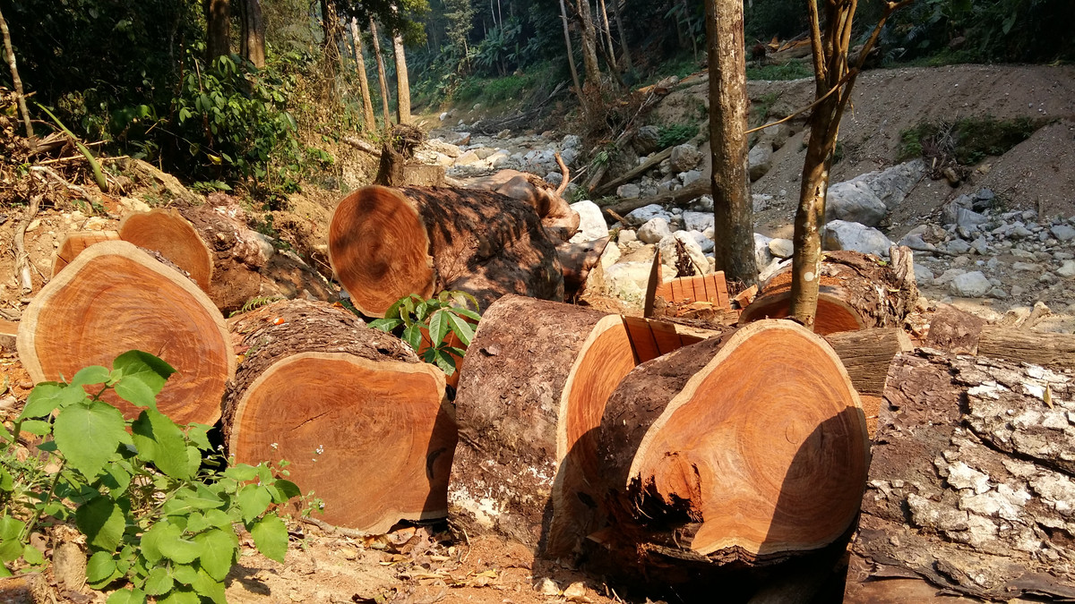 Sơn La: Tận mắt xem lâm tặc phá rừng Chiềng Khừa - Hình 5 Son La: Tan mat xem lam tac pha rung Chieng Khua-Hinh-5