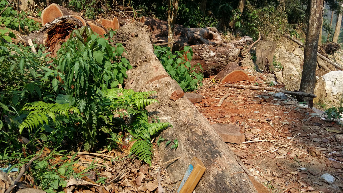 Sơn La: Tận mắt xem lâm tặc phá rừng Chiềng Khừa Son La: Tan mat xem lam tac pha rung Chieng Khua