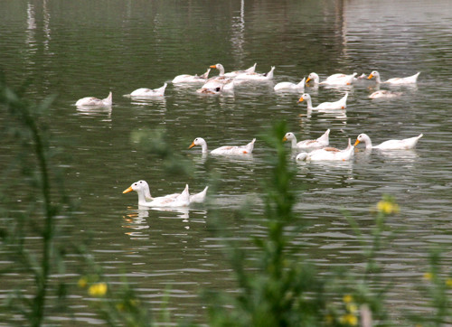 Ly giai khoa hoc vi sao loai vit biet boi?