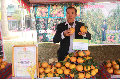 Tan muc vang da o Ha Giang-Hinh-4