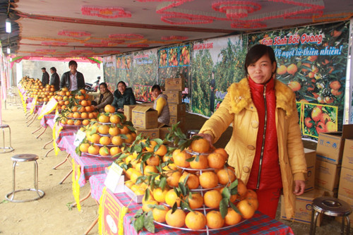 Tan muc vang da o Ha Giang-Hinh-3