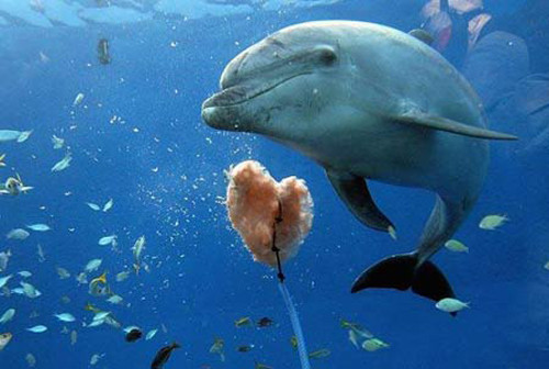 Vì sao động vật biển không uống nước? Vi sao dong vat bien khong uong nuoc?