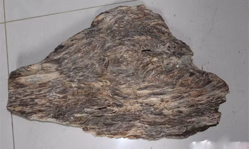 Co tu trong duoc go tram huong?