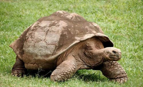 Nhiet do nao thich hop cho rua nui vang sinh san?