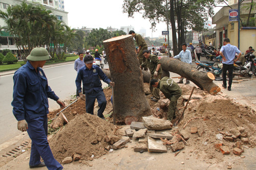 Chat, thay 6.700 cay xanh: Pha vo can bang sinh thai