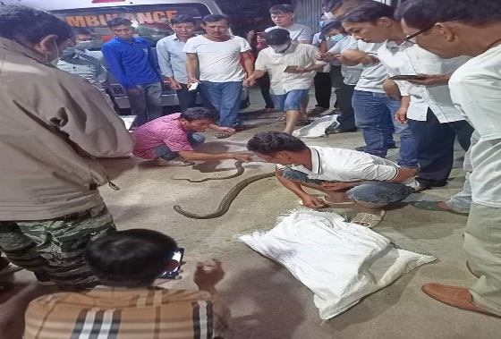  Bắt rắn hổ mang chúa, một người đàn ông bị rắn cắn tử vong: Ngày 12/7, lãnh đạo xã Phú Hội (huyện Nhơn Trạch) xác nhận, ông T.V.C. (SN 1967, ngụ ấp Phú Mỹ 2, xã Phú Hội) bị một con rắn hổ mang chúa cắn tử vong. Trước đó, vào ngày 10/7, ông C. đang ở nhà thì nghe tin nhà hàng xóm có rắn bò vào bắt trộm gà nên cùng những người khác đến vây bắt. Khi rắn chui vào hang, ông C. dùng tay không để bắt và bịt đầu rắn bằng bao bố thì bị rắn cắn thủng bao bố, cắn trúng vào tay trái khiến tay bị hoại tử, nọc độc di căn vào thận.