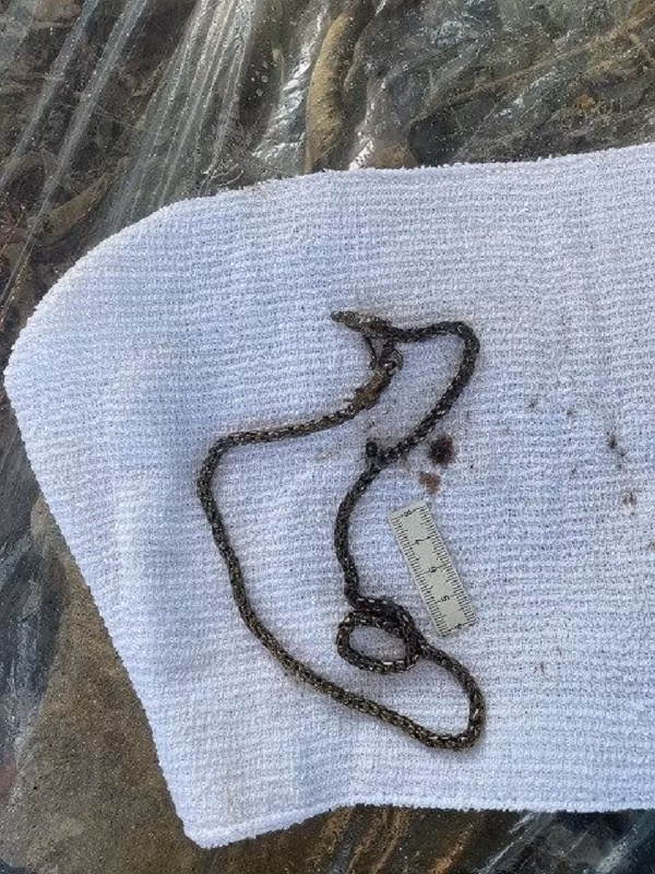  Phát hiện thi thể nam giới trôi dạt vào bờ sông: Mới đây, cơ quan Cảnh sát điều tra Công an huyện Thanh Miện (Hải Dương) tiếp nhận tin báo của Công an xã Hồng Phong về việc phát hiện một thi thể nam giới (chưa rõ nhân thân lai lịch) trôi dạt vào mé bờ sông Luộc thuộc địa phận thôn My Động 2, xã Hồng Phong, huyện Thanh Miện, tỉnh Hải Dương. Nạn nhân là nam giới, độ tuổi từ 25 đến 35 tuổi, cao 1m66, cổ đeo sợi dây chuyền màu vàng, mặc áo phông cộc tay màu trắng, bên ngực trái có chữ LV, mặc quần bò dài màu đen, trên ống quần có in chữ MODWELLAY KM và các chữ màu trắng.