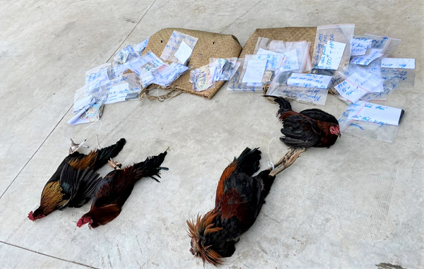  Bắt quả tang 32 đối tượng chơi cá độ đá gà ăn thua bằng tiền: Ngày 28/7, Công an TP Châu Đốc (tỉnh An Giang) cho biết, đã bắt quả tang tụ điểm chơi cá độ đá gà ăn thua bằng tiền tại tổ 21, khóm Vĩnh Phước, phường Núi Sam. Trước đó, ngày 26/7,tại bãi đất trống, thuộc tổ 21, khóm Vĩnh Phước, phường Núi Sam, Nguyễn Thanh Hiếu (SN 1981, cư trú tổ 19, khóm Vĩnh Phước) đang tổ chức cho nhiều người chơi cá độ đá gà ăn tiền, Công an TP Châu Đốc đã tổ chức lực lượng vây bắt thu giữ nhiều tang vật và trên 96 triệu đồng tiền mặt. 