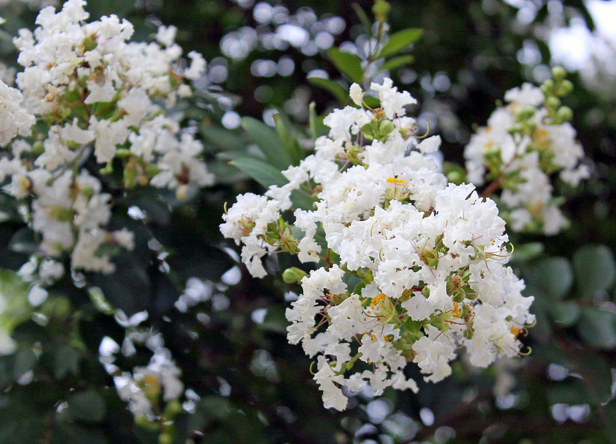 Tường vi trắng thể hiện tình yêu trong sáng, tinh khôi.