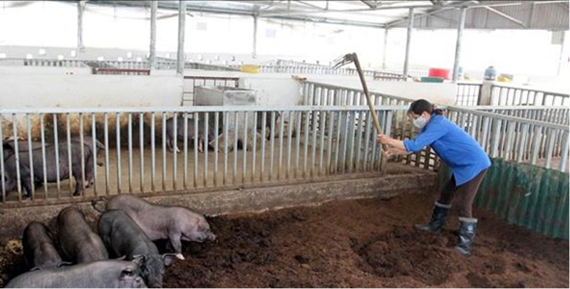 Cong nghe bien bun thai chan nuoi thanh nguon tai nguyen huu ich-Hinh-2