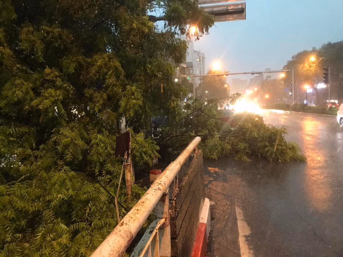 Mưa lớn kèm gió giật mạnh khiến cho cây cối ven đường bị gãy, đổ rạp xuống đường.