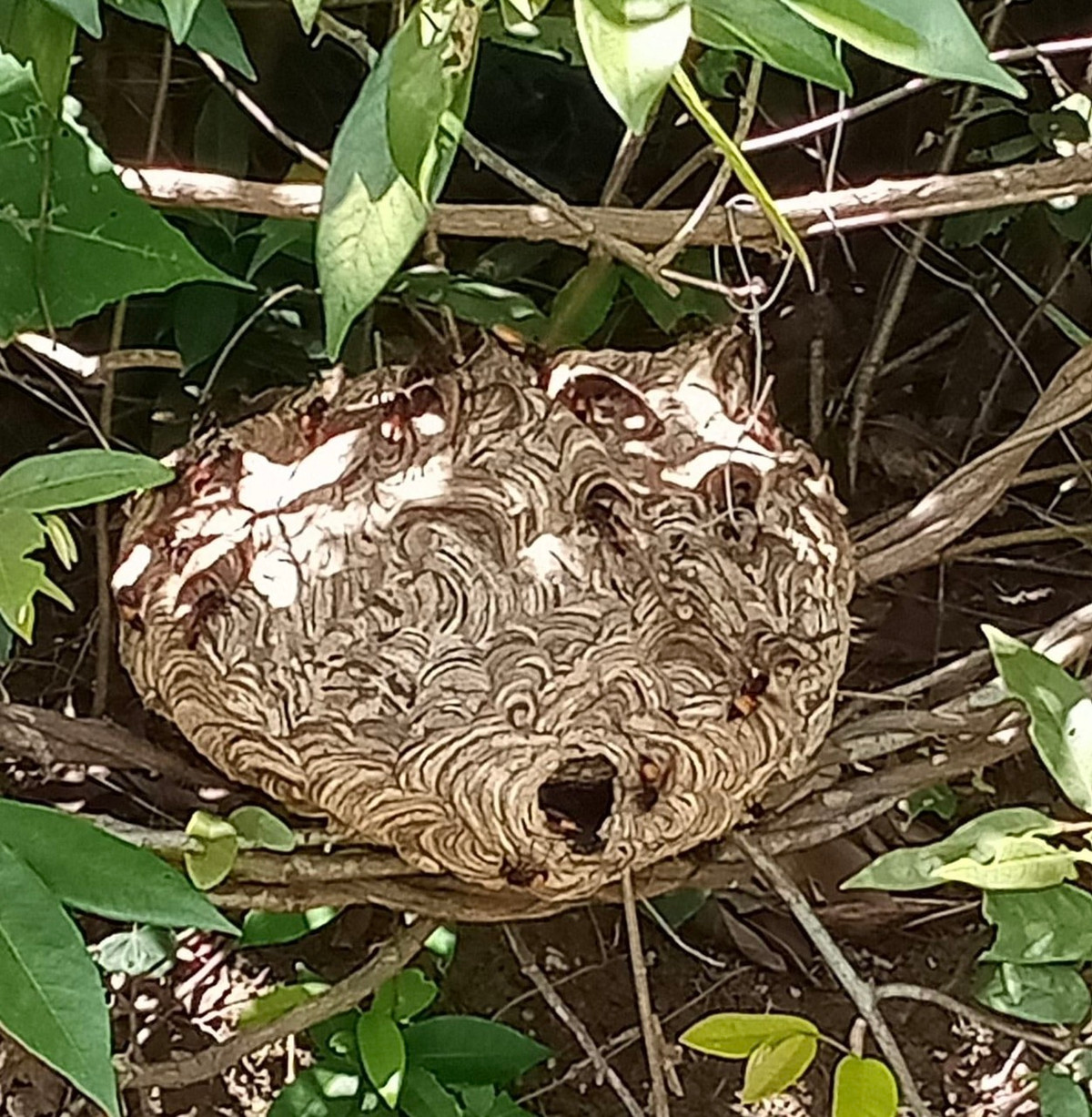Hà Tĩnh: Người đàn ông tử vong thương tâm với nhiều vết ong đốt Ha Tinh: Nguoi dan ong tu vong thuong tam voi nhieu vet ong dot