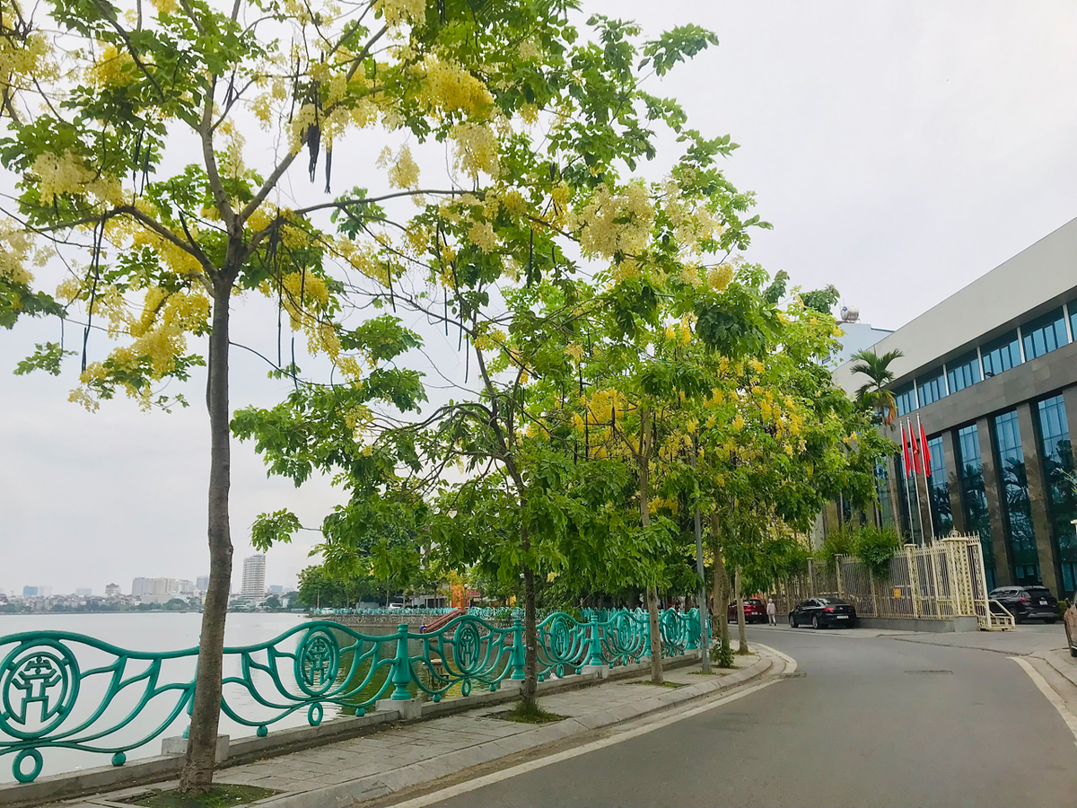 Muồng hoàng yến phủ một màu vàng óng mượt xuống các tuyến phố dọc hồ Tây, đẹp đến nao lòng.