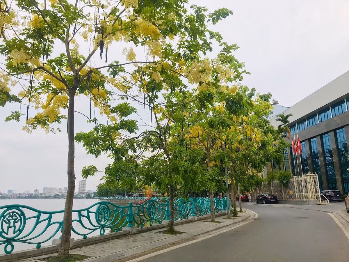 Muồng hoàng yến phủ một màu vàng óng mượt xuống các tuyến phố dọc hồ Tây, đẹp đến nao lòng.