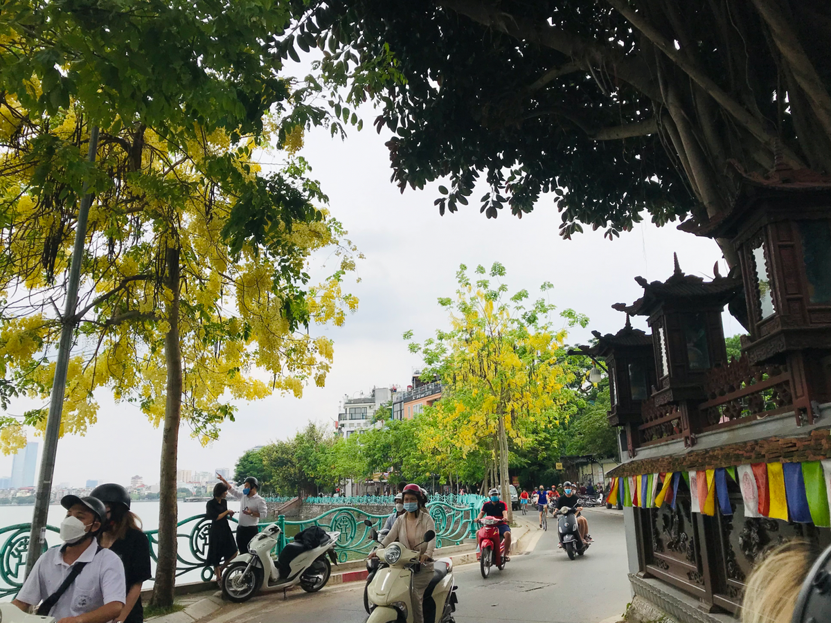 Những con đường ven hồ Tây được nhuộm một màu vàng óng rực rỡ.