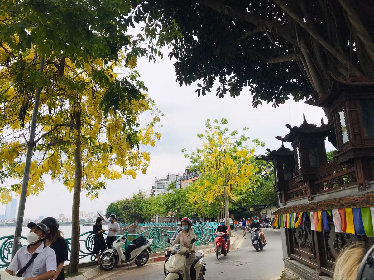 Những con đường ven hồ Tây được nhuộm một màu vàng óng rực rỡ.