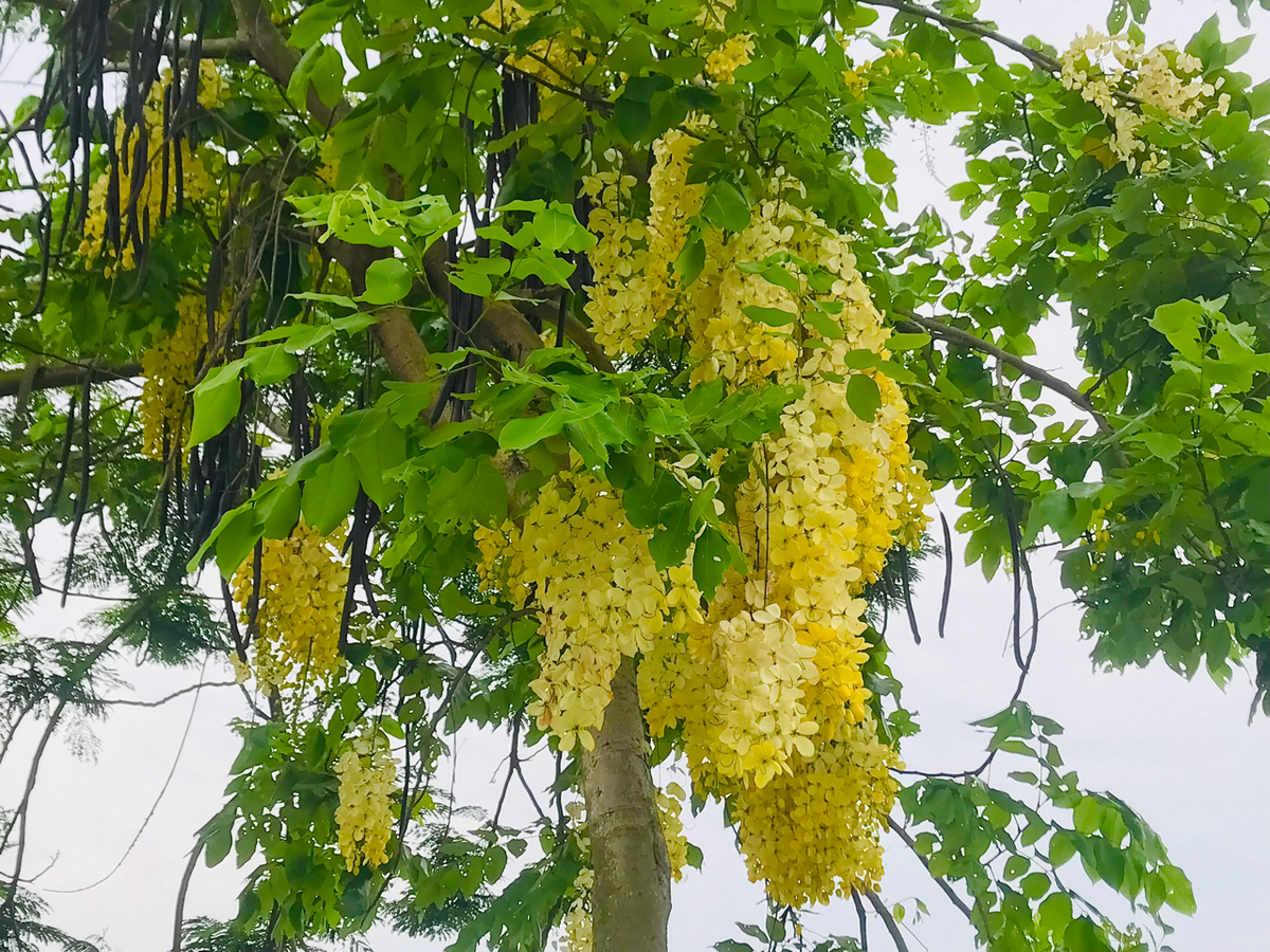 Những cây muồng hoàng yến vàng trĩu các chùm hoa, như những chiếc đèn lồng đẹp mắt giữa trời.