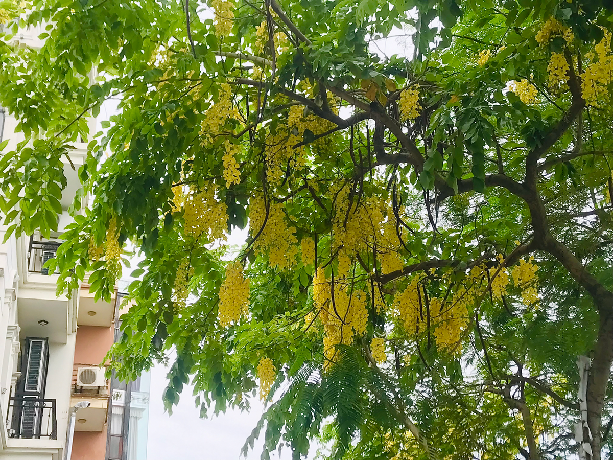 Loài hoa này còn đại diện cho sự may mắn, cho niềm hy vọng vào một tương lai tốt đẹp hơn bởi sắc vàng rực rỡ của mình.