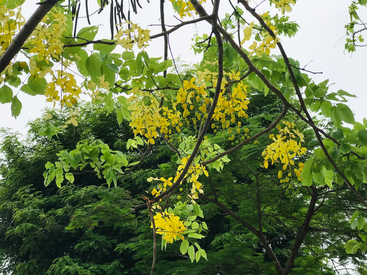 Đây cũng là quốc hoa của Thái Lan, có tên gọi “dok khuen”.