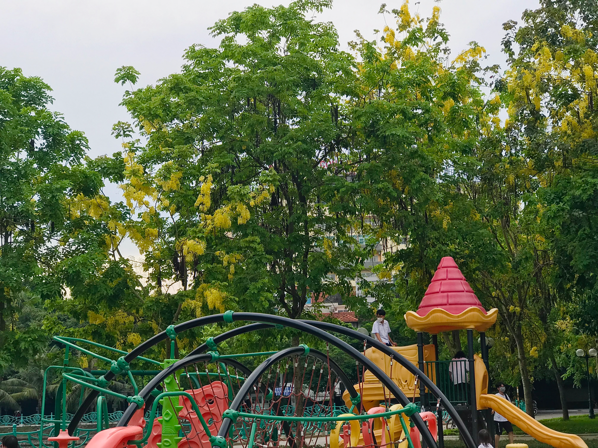 Cùng với hoa phượng đỏ, bằng lăng tím, muồng hoàng yến cũng là một đặc sản của Thủ đô mỗi khi hè về.