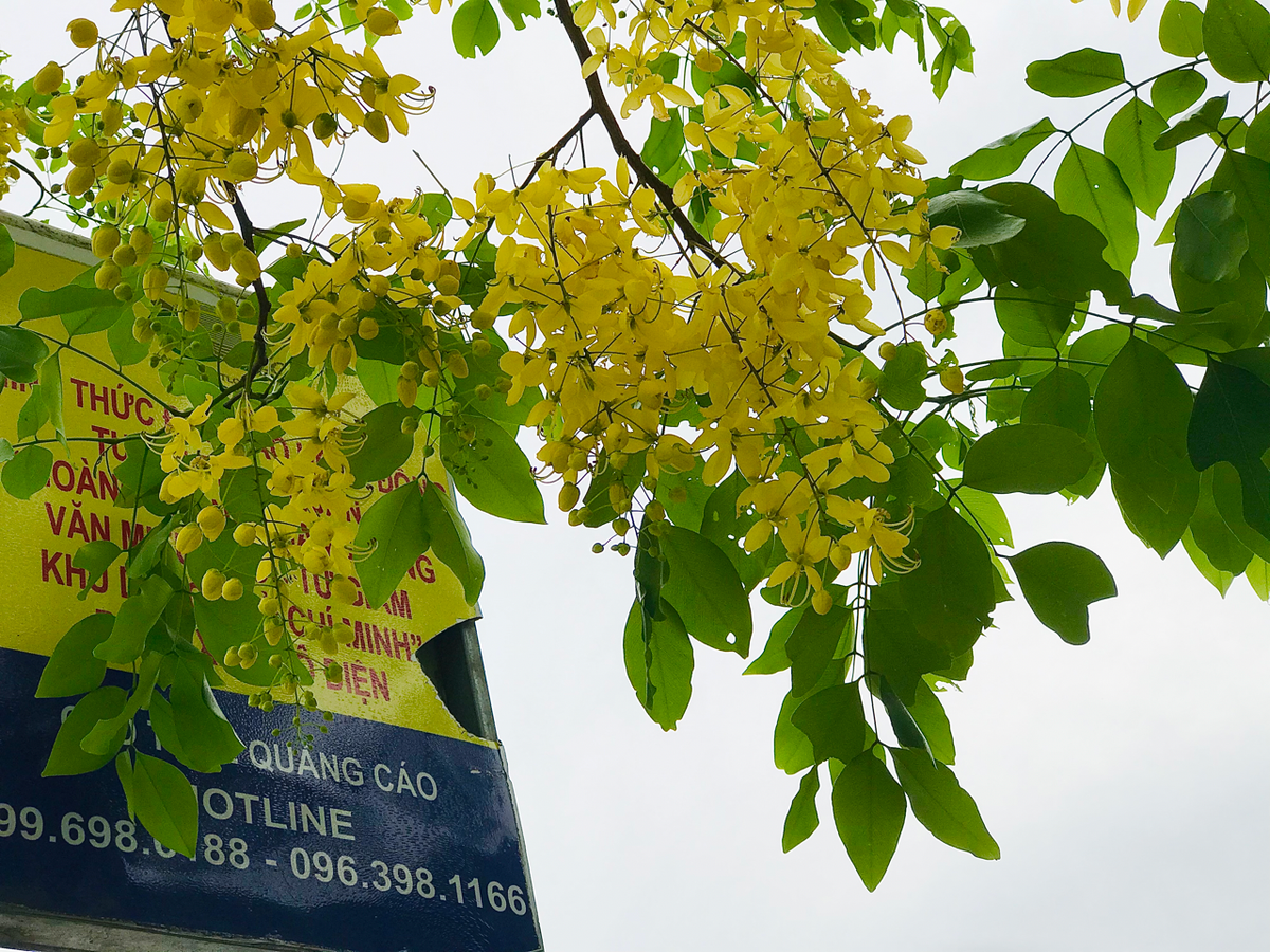 Loài hoa này có nguồn gốc từ Nam Á và còn được biến đến với nhiều tên gọi khác như muồng hoàng hậu, hoa lồng đèn, bò cạp nước, bò cạp vàng, mai dây, cây xuân muộn, mai nở muộn...