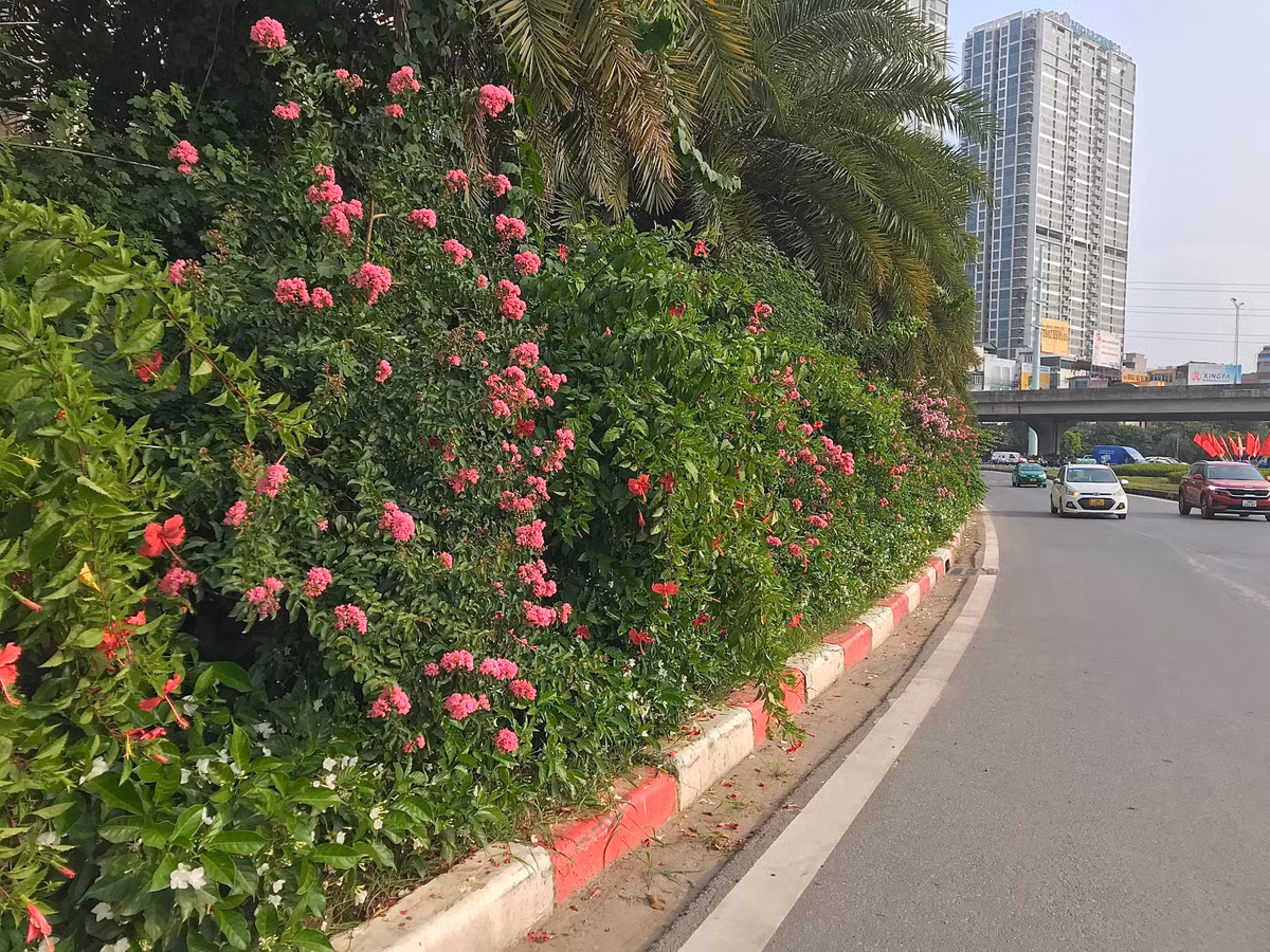 Mấy năm gần đây, cứ hè về là các tuyến phố Hà Nội lại rực rỡ sắc hoa tường vi.