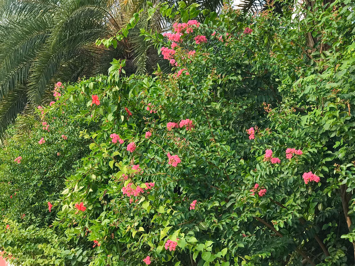 Công viên thực vật cảnh Việt Nam, Thảo nguyên hoa Long Biên, vườn hoa Phương Linh, nhà vườn Xuân Lộc…là những nơi check-in ưa thích của giới trẻ.