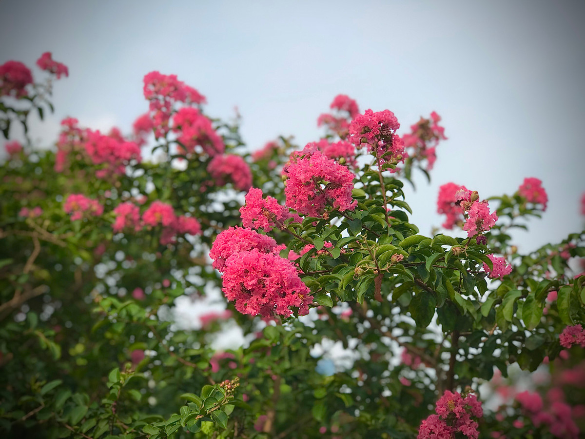 Loài hoa này có nguồn gốc từ vùng Đông Á, còn có tên gọi khác là hoa tử vi, hoa bách nhật hồng,...