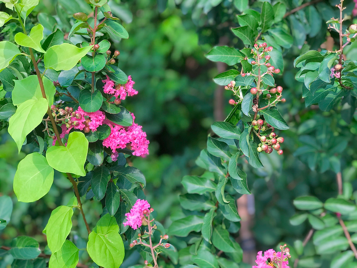 Hoa nở rực rỡ suốt từ đầu hè đến cuối thu.