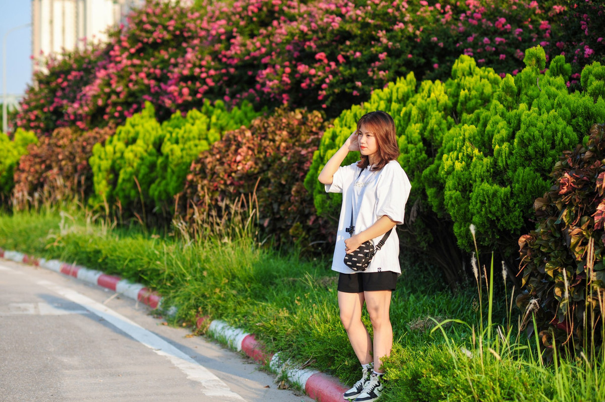 Những vườn hoa tường vi thời điểm này thu hút nhiều bạn trẻ đến tham quan và chụp ảnh.