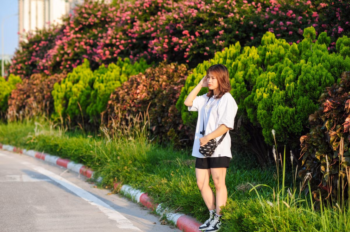 Những vườn hoa tường vi thời điểm này thu hút nhiều bạn trẻ đến tham quan và chụp ảnh.