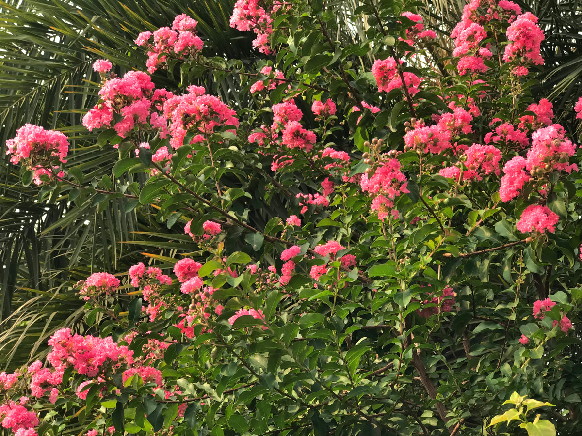 Tường vi thuộc nhóm cây thân gỗ, phân cành nhiều nhánh.