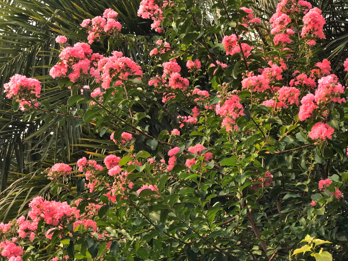 Tường vi thuộc nhóm cây thân gỗ, phân cành nhiều nhánh.