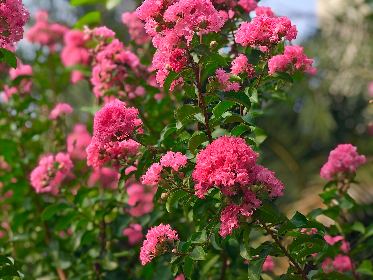 Hoa tường vi có nhiều màu sắc, đỏ, tím, vàng... Nhưng phổ biến nhất là màu hồng đậm.