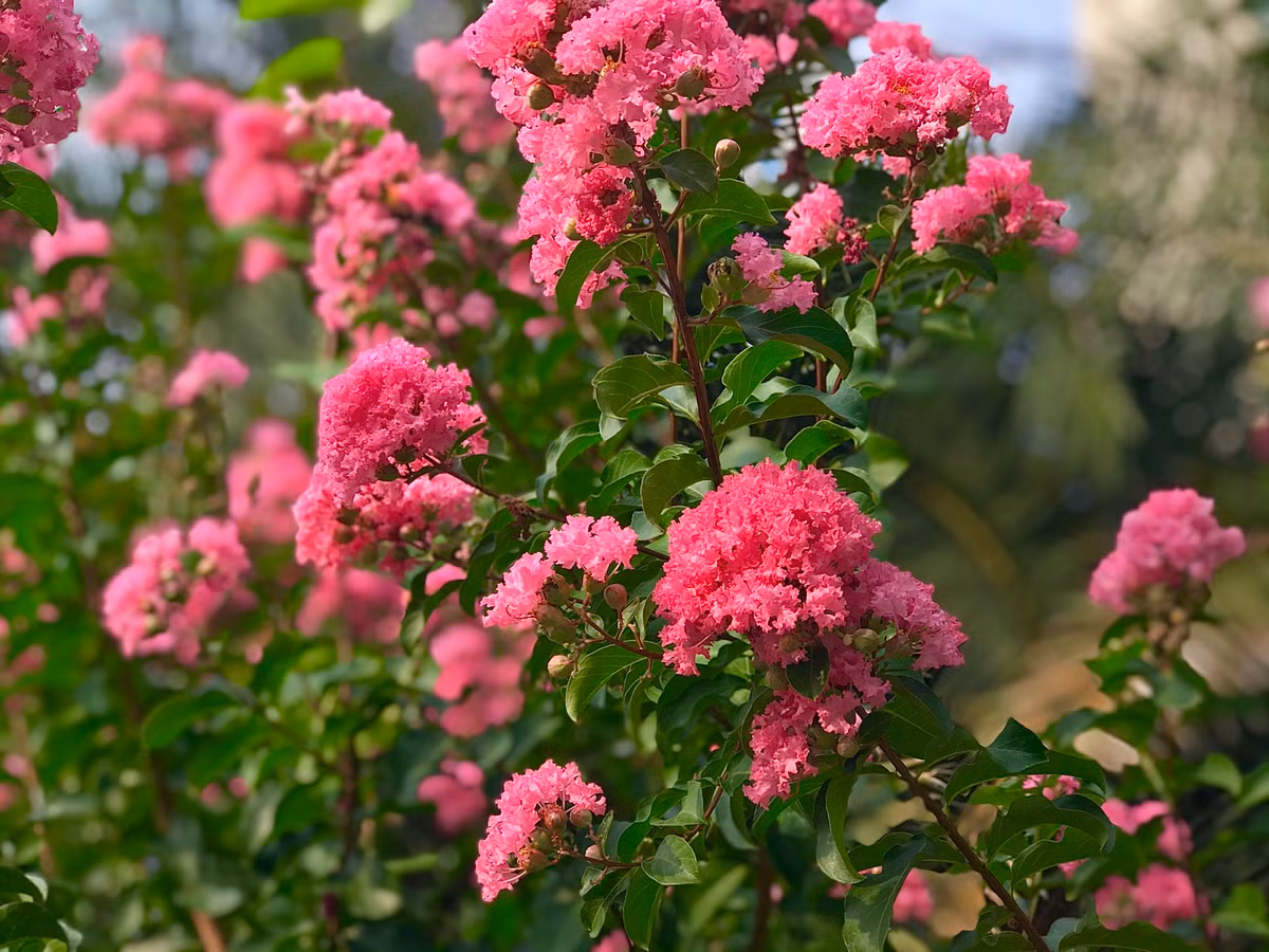 Hoa tường vi có nhiều màu sắc, đỏ, tím, vàng... Nhưng phổ biến nhất là màu hồng đậm.