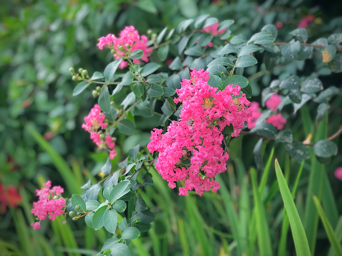 Tường vi thường nở theo chùm với những cánh hoa mỏng manh đung đưa theo gió.